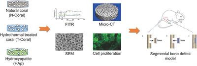 Hydrothermally treated coral scaffold promotes proliferation of mesenchymal stem cells and enhances segmental bone defect healing